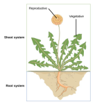 Biology Chapter 5 - Structure and Function of Vascular Plants